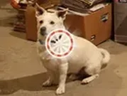 الاختلافات العشرة بين الصورتين